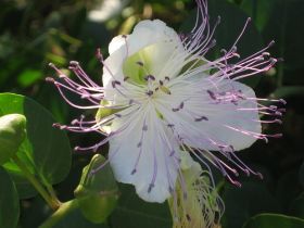 IMG_4501.JPG